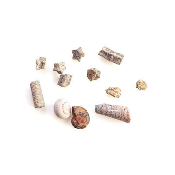 Fossil Selection Box - Assorted